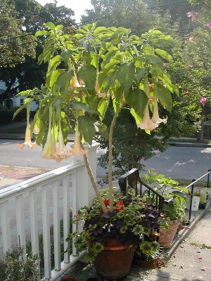 9:17:brugmansia.jpg