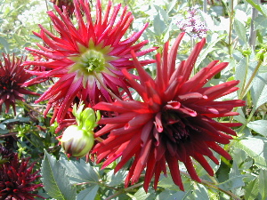 9:17:dahlia.jpg