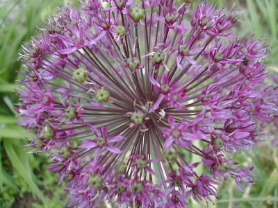 alium1.jpg