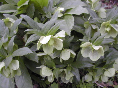 hellebore.jpg