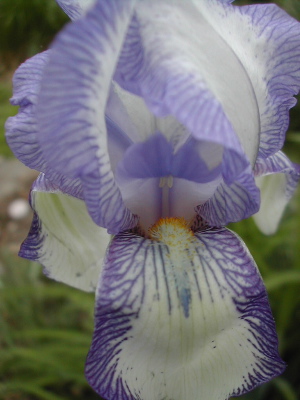 iris1.jpg