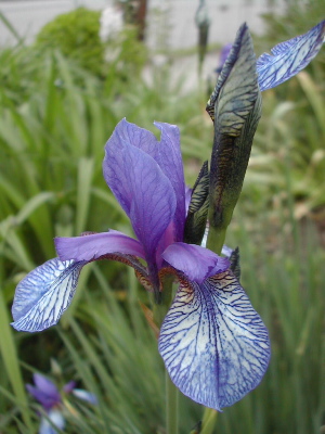 iris2.jpg