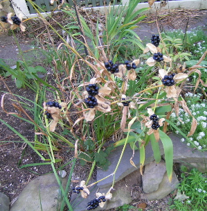blackberry lily