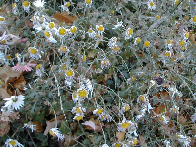 fall flowers