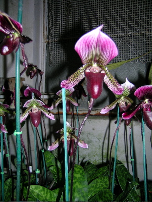 dark orchid