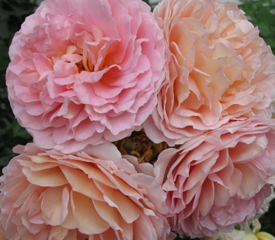 abraham darby 1