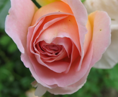 abraham darby bud