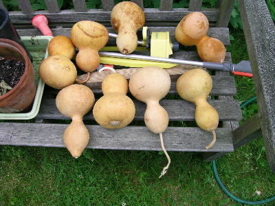 gourds 2