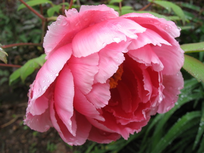 523treepeony.jpg