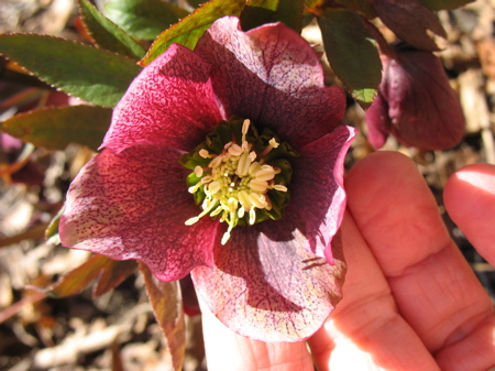 49hellebore.jpg